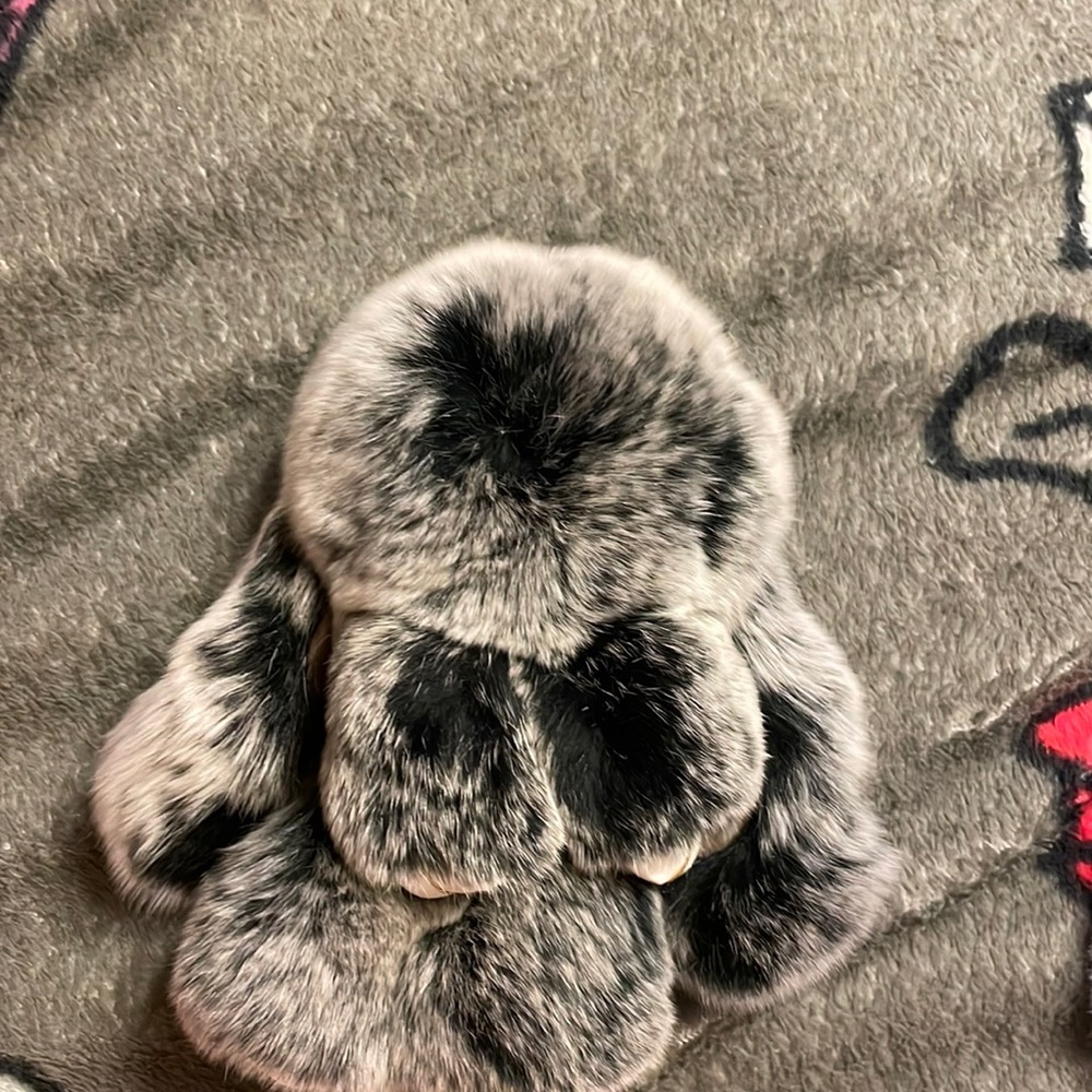 A cute grey black bunny rabbit